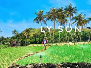 Tour Lý Sơn